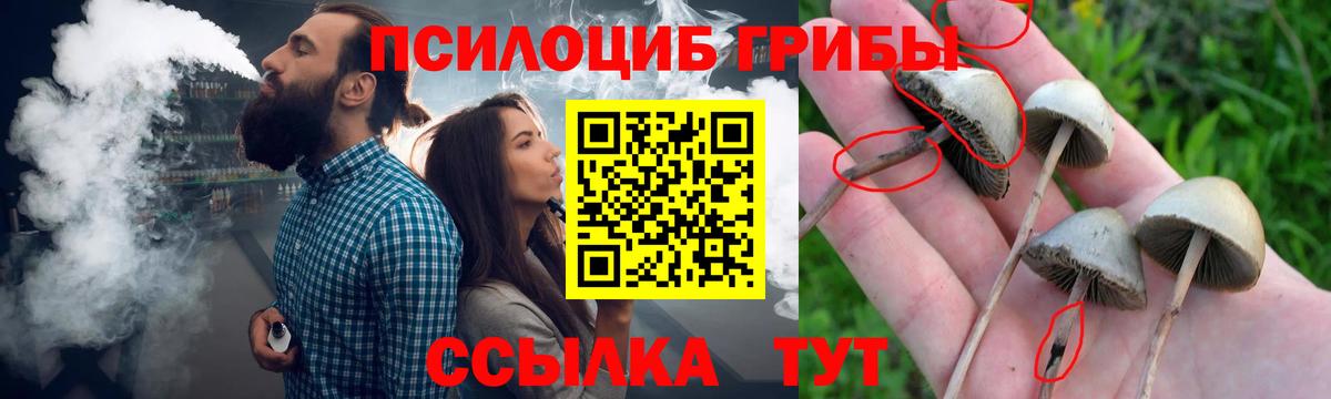Саратов  Псилоцибиновые грибы Cubensis  Вход с VPN 